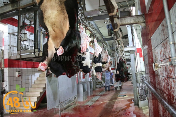 Jam3iya ada7ya (5).jpg